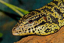 Golden Tegu (Tupinambis teguixin) head portrait. Captive. Endemic to Central South America.