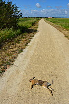 Brown Hare (Lepus europaeus) road kill. Breton Marches, West France, June 2012.