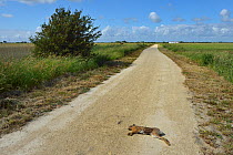Brown Hare (Lepus europaeus) road kill. Breton Marches, West France,