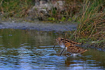 Common Snipe (Gallinago gallinago) foraging in shallow water. Vendeen Marsh, West France, September.