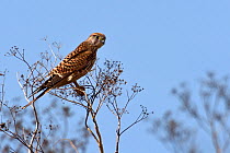 Kestrel (Falco tinnunculus). Vendee Marsh, West France, September.