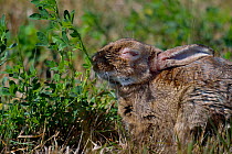 European Rabbit (Oryctolagus cuniculus) suffering from myxomatosis. West France, June.