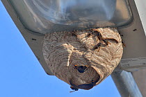 Asian Wasp (Vespa velutina) nest on street light. West France, Nantes, September.