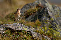 Northern Wheatear (Oenanthe oenanthe) on rock. French Pyrenees, September.