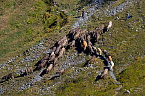 Cattle (Bos taurus) being herded by farmer and working dog. French Pyrenees, September.