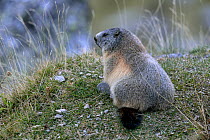 Alpine Marmot (Marmota marmota). French Pyrenees, September.