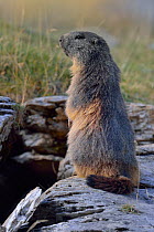 Alpine Marmot (Marmota marmota), standing on hind legs. French Pyrenees, September.
