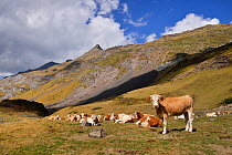 Montbaliarde Cattle (Bos taurus) herds in the mountain landscapes. Ossoue valley, French Pyrenees, September.