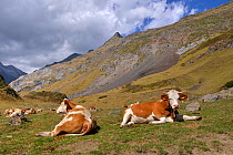Montbaliarde Cattle (Bos taurus) herds in the mountain landscapes. Ossoue valley, French Pyrenees, September.