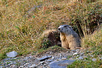 Alpine Marmot (Marmota marmota) emerging from burrow. French Pyrenees, September.