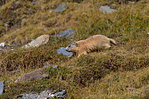 Alpine Marmot (Marmota marmota) on mountain slope. French Pyrenees, September.