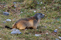 Alpine Marmot (Marmota marmota). French Pyrenees, September.