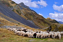 Sheep (Ovis aries) flock in mountain landscape. Ossoue valley, French Pyrenees, September.