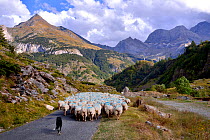 Sheep (Ovis aries) flock in mountain landscape, being herded by sheepdog along road. Ossoue valley, French Pyrenees, September.