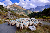 Sheep (Ovis aries) flock in mountain landscape, being herded along road. Ossoue valley, French Pyrenees, September.