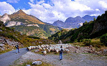 Sheep (Ovis aries) flock in mountain landscape, being herded by shepherds along road. Ossoue valley, French Pyrenees, September.