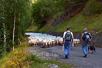 Sheep (Ovis aries) flock, being herded by shepherds and dogs along road. Ossoue valley, French Pyrenees, September.