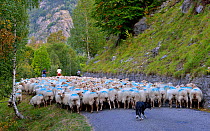 Sheep (Ovis aries) flock, being herded dogs along road. Ossoue valley, French Pyrenees, September.