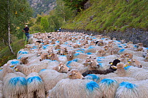 Sheep (Ovis aries) flock, being herded by shepherd along road. Ossoue valley, French Pyrenees, September.