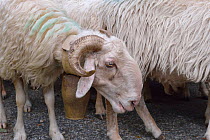 Sheep (Ovis aries). Ossoue valley, French Pyrenees, September.