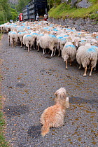 Sheep (Ovis aries) flock, being herded by shepherds and dogs towards transporter lorry. Ossoue valley, French Pyrenees, September.