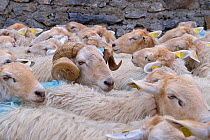 Sheep (Ovis aries) flock, male surrounded by females. Ossoue valley, French Pyrenees, September.