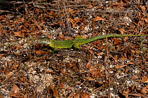 European / Western Green Lizard (Lacerta bilineata). Gironde, West France.