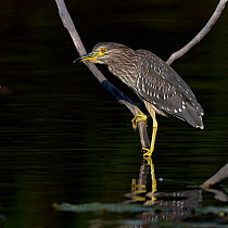 Black-crowned Night Heron (Nycticorax nycticorax) by water. Gironde, west France, September.