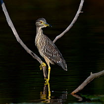 Black-crowned Night Heron (Nycticorax nycticorax) by water. Gironde, west France, September.