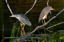 Black-crowned Night Heron (Nycticorax nycticorax), adult (left) and juvenile perched above water. Gironde, west France, September.