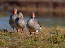 Three Greylag Geese (Anser anser) walking from water. Gironde, west France, September.