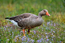 Greylag Goose (Anser anser) in grass and flowers. Gironde, west France, September.