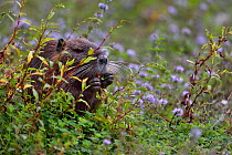 Coypu / River Rat (Myocastor coypus) feeding on flowers. Gironde , west France, September.