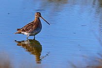 Common Snipe (Gallinago gallinago) in shallow water. Breton marsh, west France, September.