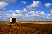 Combine harvester collecting alfalfa seeds. Breton marsh, west France, September 2012.