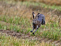 Brown Hare (Lepus europaeus) running. Bourgneuf bay, west France, September. Sequence 1 of 3.