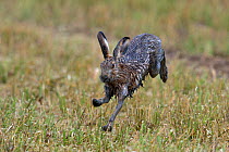 Brown Hare (Lepus europaeus) running. Bourgneuf bay, west France, September. Sequence 2 of 3.