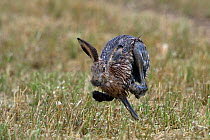 Brown Hare (Lepus europaeus) running. Bourgneuf bay, west France, September. Sequence 3 of 3.