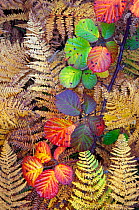Bramble leaves (Rubus plicatus) and Bracken fronds (Pteridium sp) changing colour in autumn, Norfolk, England, October