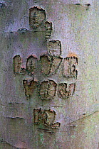 Old carving on beech trunk (Fagus sylvatica) Felbrigg, Great Wood, Norfolk, UK, November