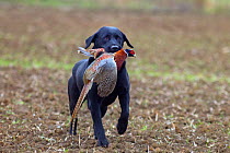 Black Labrador retrieving dead cock pheasant (Phasianus colchicus) during pheasant shooting, Essex, November