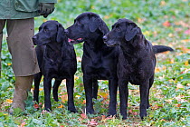 Black Labradors waiting to retrieve during pheasant shooting, Essex, November