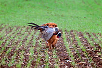 Cocker Spaniel retrieving cock pheasants (Phasianus colchicus) during pheasant shooting, in drilled barley field, Essex, November