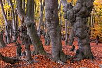 Epping Forest with ancient pollarded beech (Fagus sylvatica) Essex, November