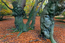 Epping Forest with ancient pollarded beech (Fagus sylvatica) Essex, November