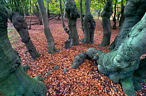 Epping Forest with ancient pollarded beech trees (Fagus sylvatica) Essex, November