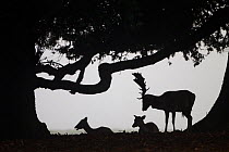 Fallow Deer (Cervus dama) does and buck silhouetted, Holkham, Norfolk, UK, November