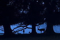Fallow Deer (Cervus dama) does and buck sihouetted under trees, Holkham, Norfolk, UK, November