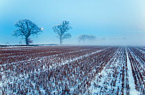 RF- Snow covered stubble  fields  with oak trees and rising moon, Gimingham, Norfolk, UK, December. (This image may be licensed either as rights managed or royalty free.)