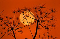 Hedge Parsley seed head (Torilis japonica) silhouetted  at sunset, Norfolk, UK, November